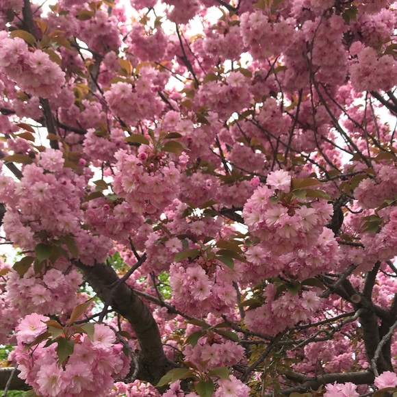 Meet your Posher, Julia - Picture 1 of 1